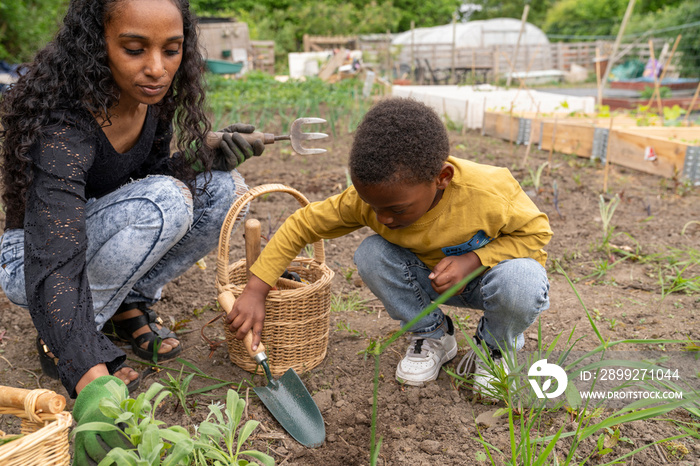 Mother and son gardening in allotment