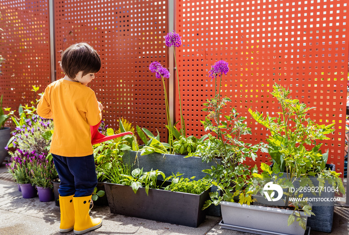 Little toddler boy watering plants using can in small kitchen garden on terrace at home.