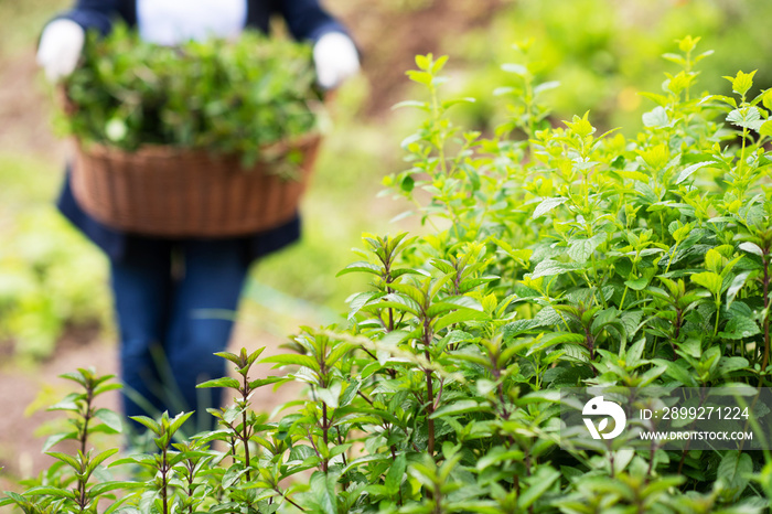 gardening wooden basket with herbs