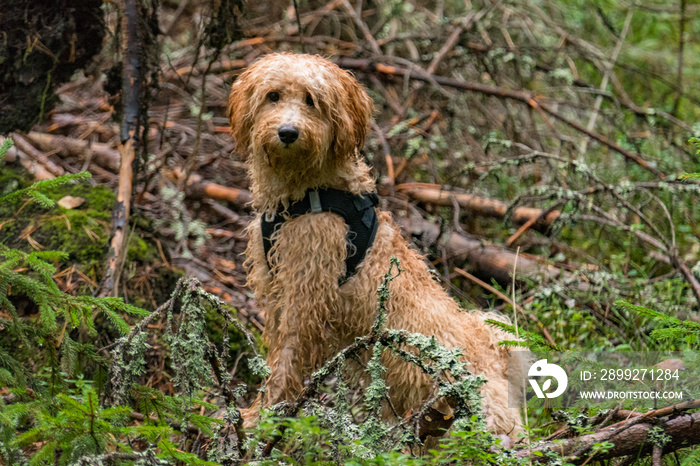 Stockholm, Sweden  A bichpoo poodle dog in the woods.