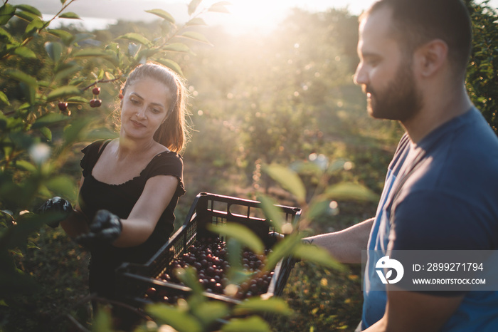 Young couple working in a orchard. Picking cherries from tree