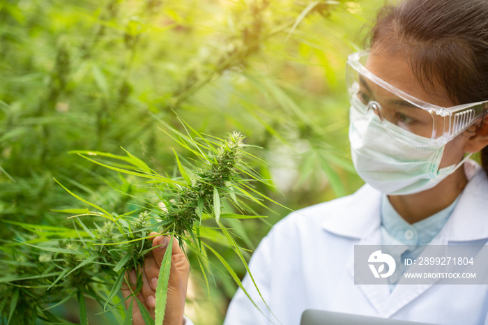 Female scientist in a hemp field checking plants and flowers, alternative herbal medicine concept, Marijuana research, cbd cannabis oil,   pharmaceptical industry.