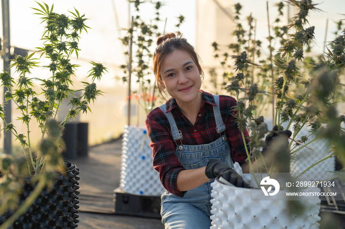 A woman worker working in outdoor marijuana field, hemp or cannabis plant flower leaves farm lab. Product in laboratory in medical, healthcare, research. Natural food. Ganja narcotic weed. People