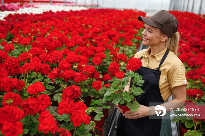 Cheerful female florist in greenhouse working with geranium flowers