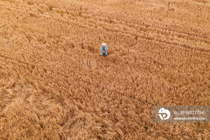 Wheat farmer with drone remote controller in field