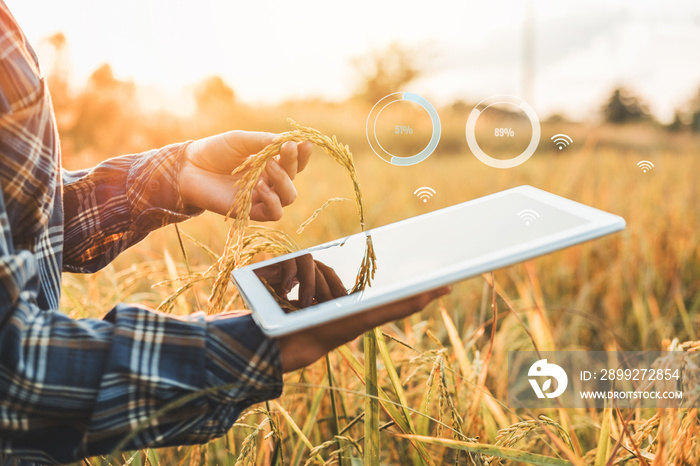 Smart farming Agricultural technology and organic agriculture Woman using the research tablet and studying the development of rice varieties in rice field