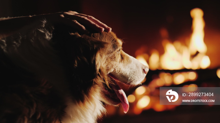 The owner strokes his dog, which looks at the fire in the fireplace. Warmth and comfort in the house concept