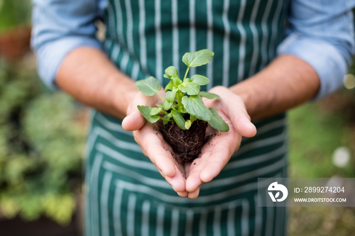 Midsection of man holding sapling