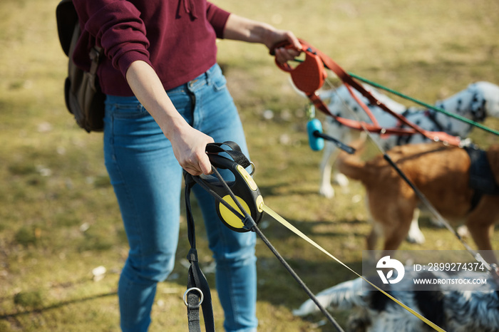 Close-up of dog walker leads group of dogs on a leash in nature.