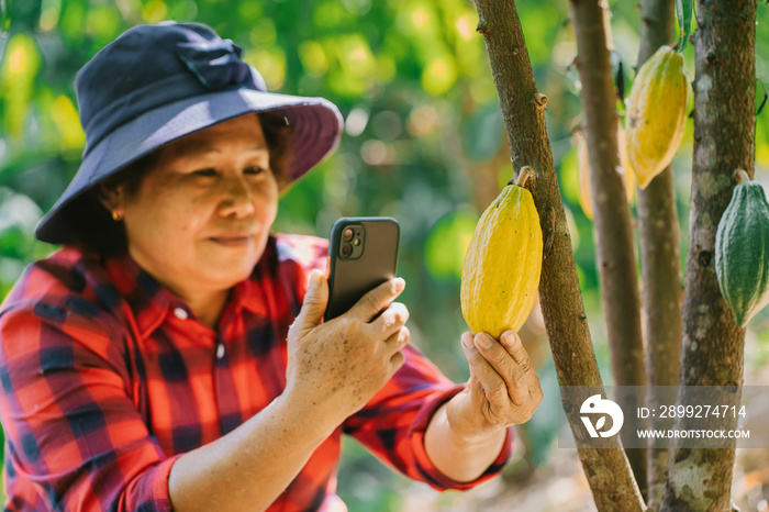 Asian agriculturist woman in cacao plantation Harvest yellow cocoa beans from the cacao tree.