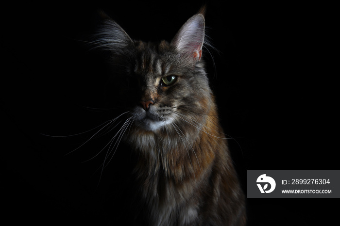 Close-up of an isolated silver tabby maine coon cat on black background