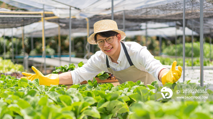 Hydroponic vegetable concept, Young Asian man smiling and presenting fresh salad in hydroponic farm