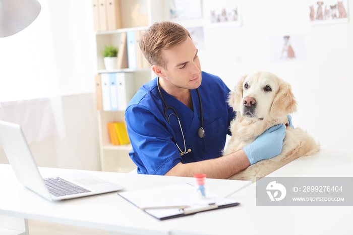 Skillful male vet is analyzing animal health