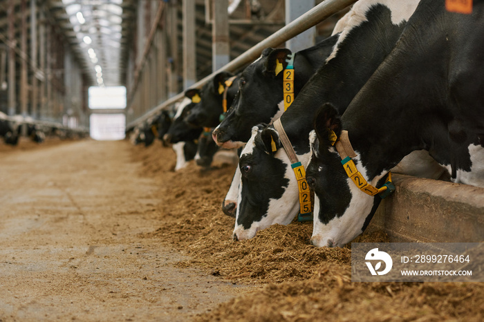 Herd of cows standing in a row in stall and eating fresh hay in cowshed on dairy farm