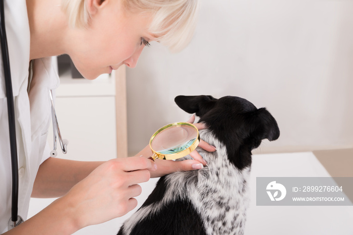 Vet Looking At Dog’s Hair Through Magnifying Glass