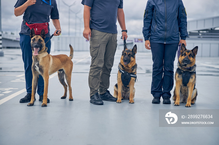 Officers with detection dogs standing in airfield