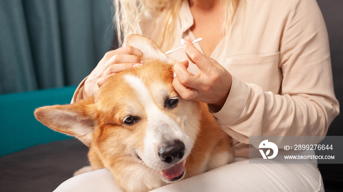 woman cleans ears of corgi dog with cotton swab, hygiene, care and grooming of pets. portrait