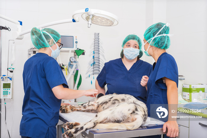 team of veterinarians in the surgical room preparing a dog for surgery