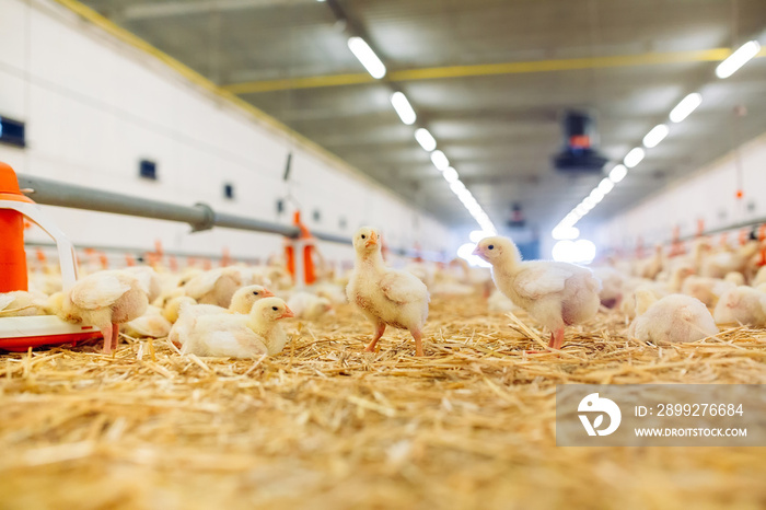 Indoors chicken farm, chicken feeding