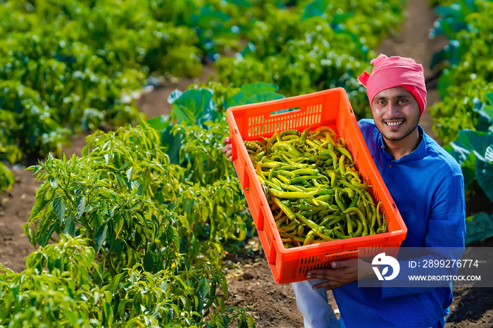 Young indian farmer at green chilly field