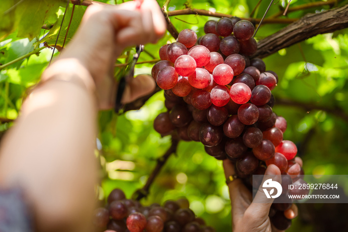 Asian women picking ripe Maroon Grapes fruit in the vineyard. Seedless Grapes taste sweet growing natural delicious is good for health.