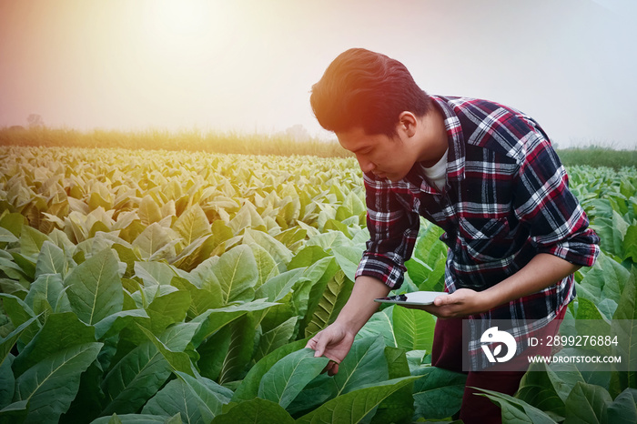 Young researcher Use a tablet to research And developing the Virgenier tobacco species