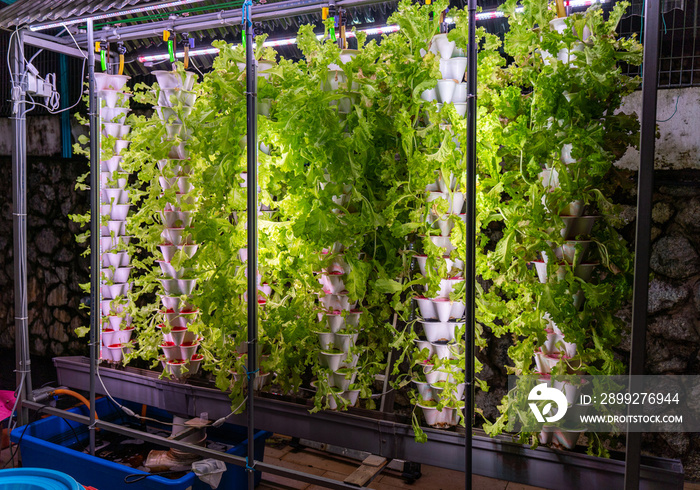 Photo of hydroponic lettuce grown in stacked tower level pots and with rows of LED grow lights in a home style hydroponic garden