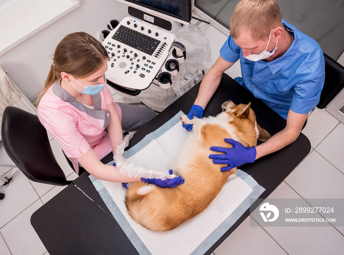 Veterinarian team examines the Corgi dog using ultrasound