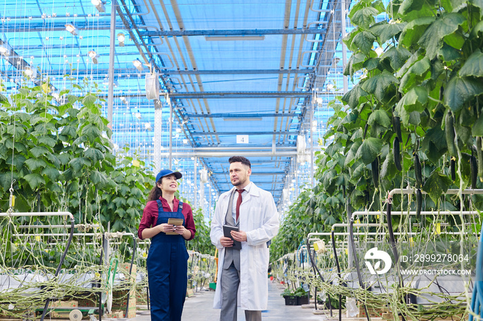 Wide angle portrait of chief agricultural engineer wearing lab coat talking to female worker on vegetable farm, copy space