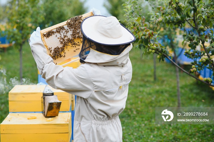 Beekeeper working collect honey. Beekeeping concept.