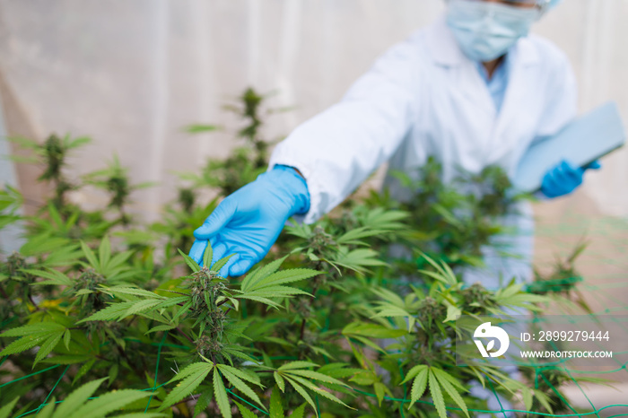 Researchers use hand to hold or examine cannabis plants in the greenhouse for medical research. Marijuana Sativa research concept. CBD hemp  oil, Herbal medicine.