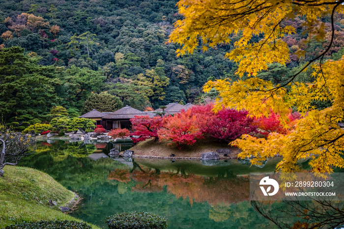 Classic teahouse in a Japanese garden is reflected in a lake and partially hidden by bright red trees and yellow branches on the right in the foreground