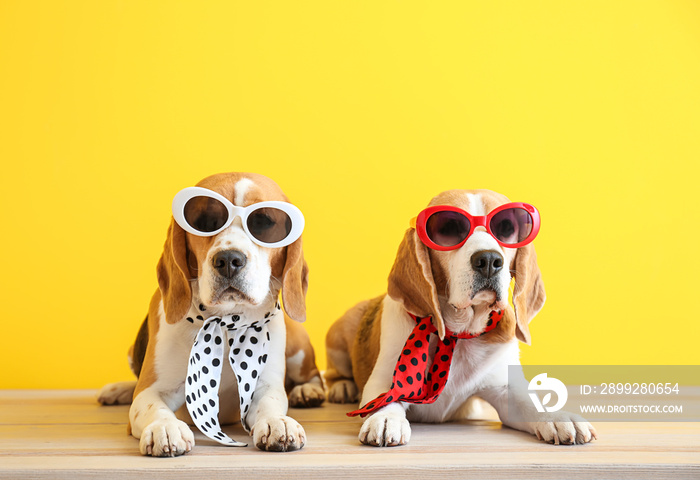 Stylish cute dogs lying on table