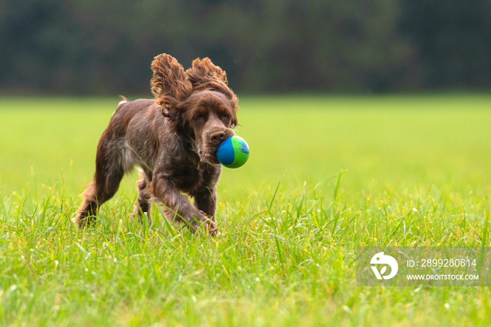 Cockerspaniel Jung Hund, am Spielen auf der Wiese mit einem Ball im Lauf