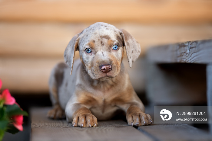 beautiful merle catahoula puppy lying down outdoors