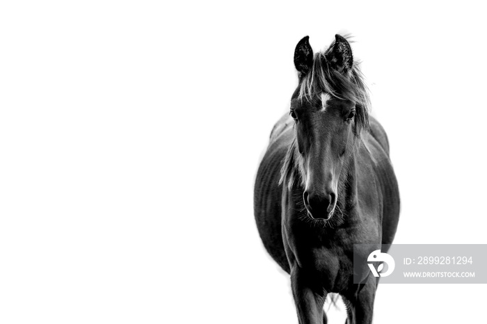 Fine art black and white young horse portrait looking at you