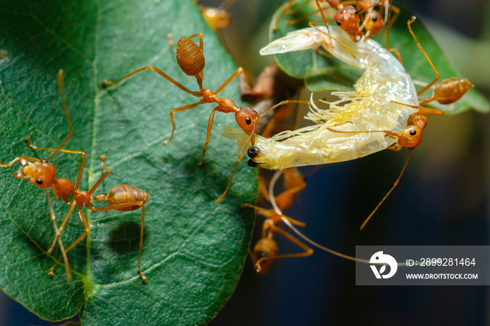 Red Ants are sending food to each other,Teamwork