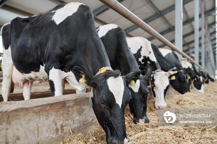 Row of large group of milk cows standing along fence inside long stable