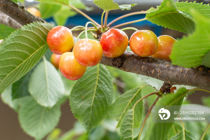 Cherries of a sweet cherry on a branch