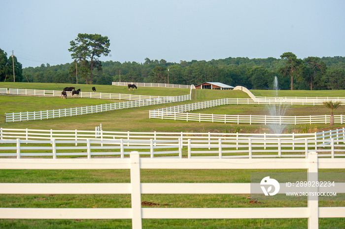 White fences holding draft horses on Scenic horse farm, Ocala, Florida