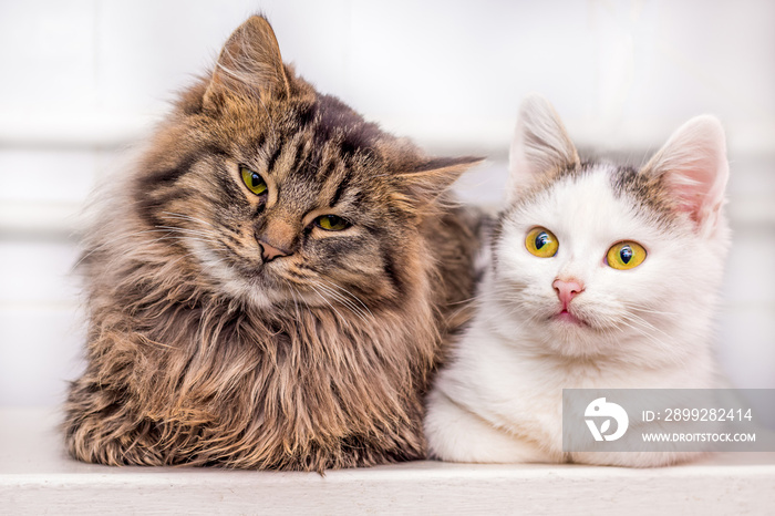 Two young kittens sit together one by one_