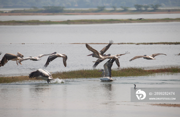 A flock of pelicans flying over a lake