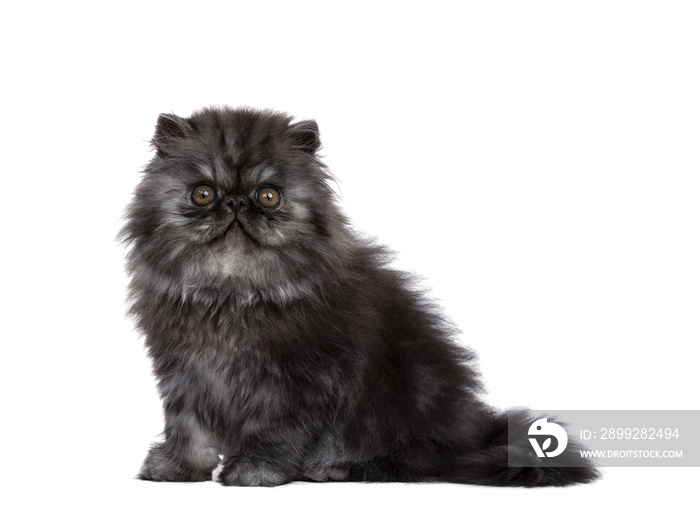 Adorable fluffy black smoke Persian cat kitten, sitting side ways. Looking straight at camera with round brown eyes. Isolated cutout on transparent background.