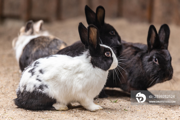 Portrait of a group of dwarf rabbits in different colors in an enclosure, Brachylagus idahoensis