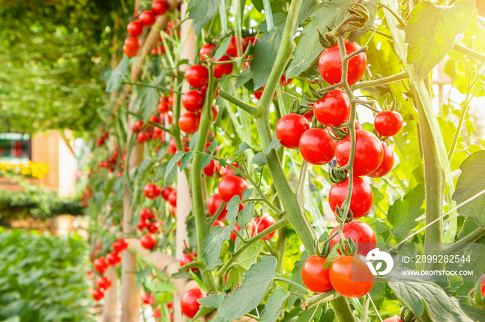 Fresh ripe red tomatoes plant growth in organic garden ready to harvest