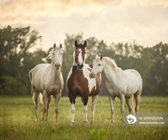 Horses in grass at sunset