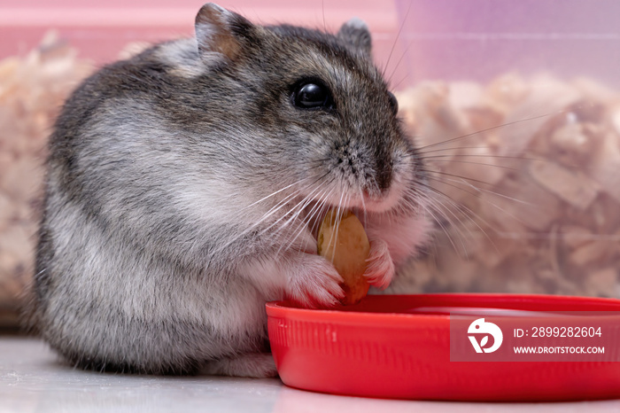 Campbell’s dwarf hamster of the species Phodopus campbelli