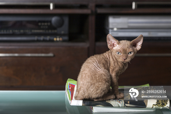 Chocolate Devon Rex Sitting