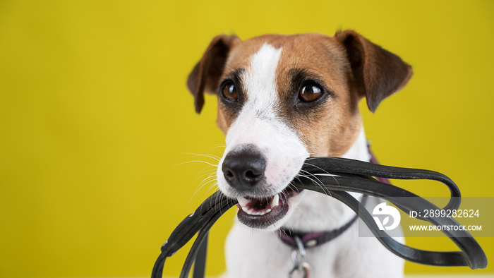 The dog is holding a leash on a yellow background. Jack Russell Terrier calls the owner for a walk.