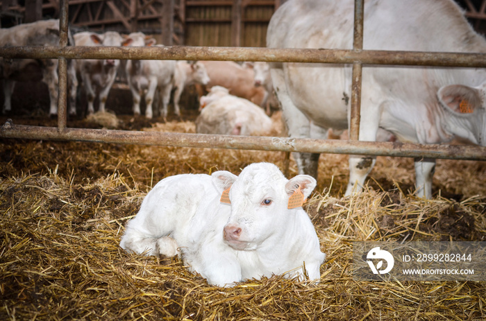 veau charolais dans l’étable